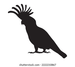 black and white shadow, silhouette of a cockatoo parrot