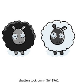 Black & White Sheep