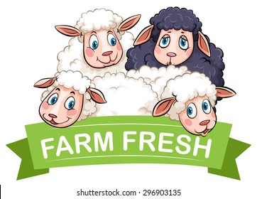 Black and white sheeps with banner