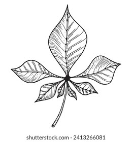 Black and white sheet. Vector illustration highlighted on a white background. For nature, eco and design. Hand-drawn plants, a frame for a postcard.