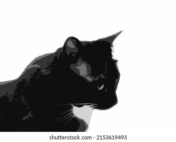 Cabeza vectorial de gato siamés blanco y negro, 4 colores sobre fondo blanco