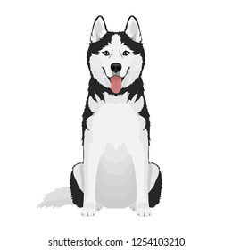 Black and white siberian husky with blue eyes and tongue out. Husky dog sitting isolated on white background.. Vector illustration