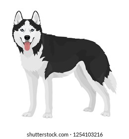 Black and white siberian husky with blue eyes and tongue out. Husky dog standing isolated on white background.. Vector illustration