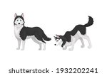 Black and White Siberian Husky as Medium-sized Working Dog Breed in Different Poses Vector Set