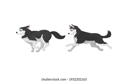 Black and White Siberian Husky as Medium-sized Working Dog Breed in Different Poses Vector Set