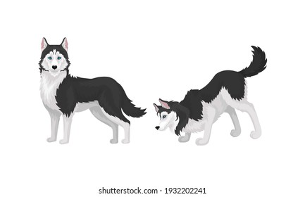 Black and White Siberian Husky as Medium-sized Working Dog Breed in Different Poses Vector Set