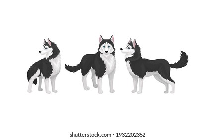 Black and White Siberian Husky as Medium-sized Working Dog Breed in Different Poses Vector Set