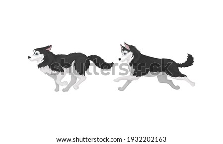 Black and White Siberian Husky as Medium-sized Working Dog Breed in Different Poses Vector Set