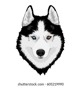 Black and white Siberian husky with multi-colored eyes. Hand drawn portrait of dog. Vector illustration