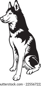 black and white siberian husky puppy vector.