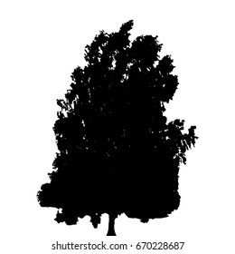 Black and White Silhouette of Deciduous Tree, whose branches develop in the wind. Vector Illustration. EPS10