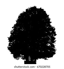 Black and White Silhouette of Deciduous Tree, whose branches develop in the wind. Vector Illustration. EPS10
