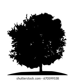Black and White Silhouette of Deciduous Tree, whose branches develop in the wind. Vector Illustration. EPS10