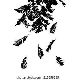 black and white silhouette of the falling leaves acacia. Vector