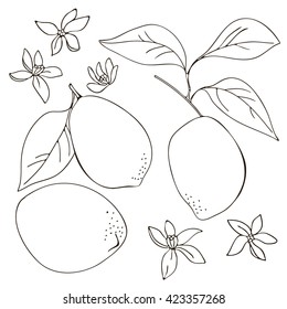 black white silhouette of lemon fruit leaves and flowers coloring vector