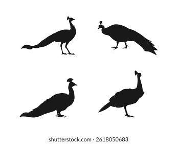 Black and white silhouette peacock vector illustration. peacock standing and walking in different positions, silhouette set vector. vector on a white background.