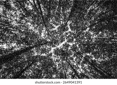 Black and White Silhouette of Pine Trees from bottom in Minimalist Forest Scene