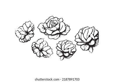 Black and White Silhouette of Rose Flowers on White Background