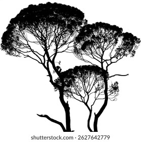 A black and white silhouette of tall trees with thin branches against a pale sky.