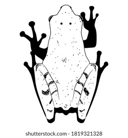 Black and white silhouette of tropical frog. Top view. Poison dart frog.
