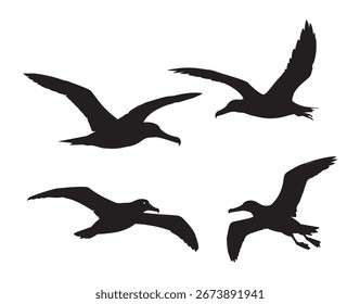 conjunto de aves albatrozes preto e branco silhueta vetor