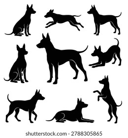 Black and white silhouette vector set of American Hairless Terrier