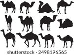 black and white silhouettes of camels in various poses and positions. Some camels are standing, some are walking, and some have riders on their backs. scientific name