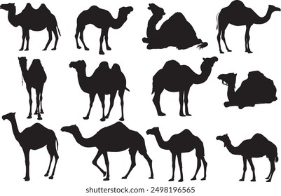 black and white silhouettes of camels in various poses and positions. Some camels are standing, some are walking, and some have riders on their backs. scientific name