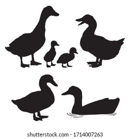 Black and white silhouettes of domestic ducks with ducklings in different poses. Vector illustration. 