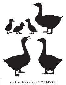 Black and white silhouettes of domestic geese in different poses. Vector illustration. 