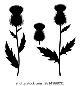 Black and white silhouettes of thistle flowers with spiky leaves, showcasing detailed botanical shapes and textures in a high-contrast design.