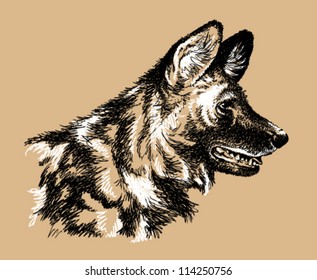 Black and white sketch of an African Wild Dog's head