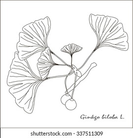 Black and white sketch of a branch of Ginkgo biloba fruit and leaves. Illustration, art design element. Herbs, healthy food, organic, medicinal herb