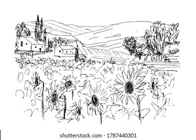 Black and white sketch by pen on a white background. Hilly landscape in Provence. Sunflower field, rural buildings among cypresses and olives. Isolated vector drawing.