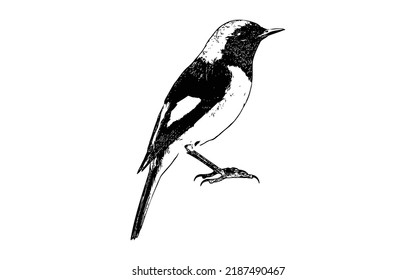 black and white sketch of a canary bird sitting