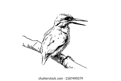 black and white sketch of a canary bird sitting on a branch
