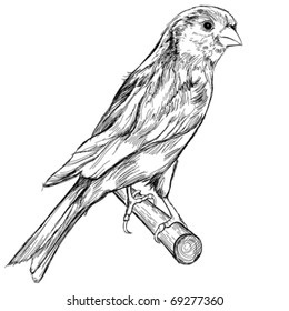 black and white sketch of a canary bird sitting on a branch