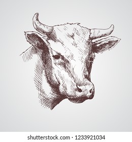 Black and white sketch of a cow's face. Vector portrait.