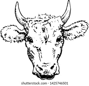 Black White Sketch Cows Face Vector Stock Vector (Royalty Free ...