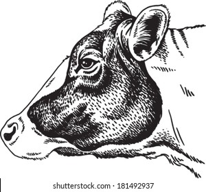 Black and white sketch of a cow's face. Vector portrait.