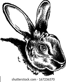 Black and white sketch of a cute rabbit's face. Vector Illustration.