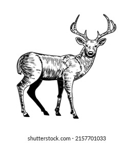 Black and white sketch of a deer. White-tailed deer vector drawing isolated on white background.