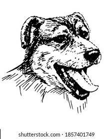 Black and white sketch of a dog. Vector illustration.