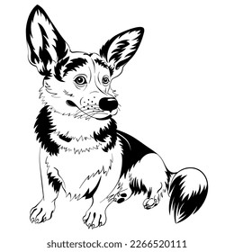 Black and white sketch of dog Welsh Corgi breed sitting and smiling