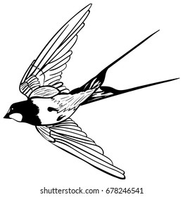 A black white sketch of a flying swallow on white background tattoo flying swallow