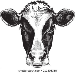Black and white sketch of a friesian cow's face. Vector portrait.