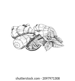 Black and white sketch for ginger tea package label. Ginger root, lemon citrus slice and mint leaf elegant engraved vintage drawing.
