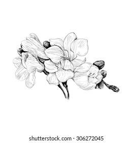 black and white sketch hand drown illustration of freesia flower 