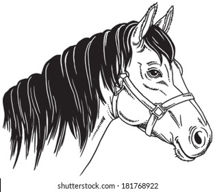 Black and white sketch of a horse's face. Vector portrait.