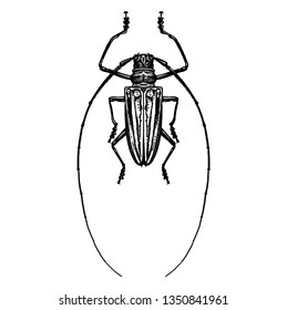 Black and white sketch. Insect beetle isolated on white background. Realistic drawing bug. Vector illustration.